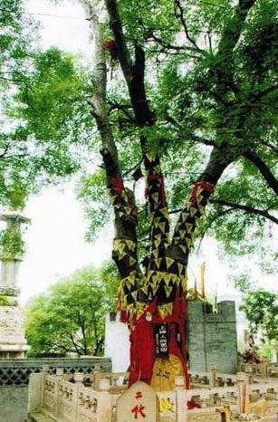 大槐树景区，大槐树旅游攻略