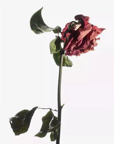 枯萎的玫瑰花图片，枯萎的玫瑰花代表什么意思