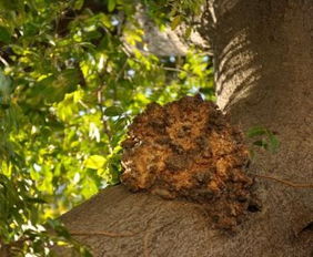 梧桐树树疙瘩怎么能挖出来