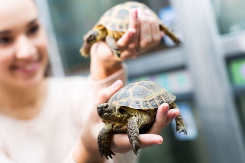 龟组词 多音字，龟组词组词语有哪些