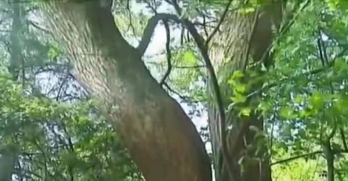 树疙瘩电影，树疙瘩电影完整版