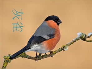 三年级语文《灰雀》的故事体现了———?