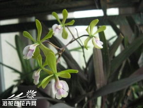 树兰属的流行栽培种类多吗?