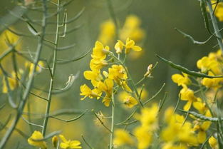 买花雪白菜花稀”中的 肥什么意思? “稀"什么意思?