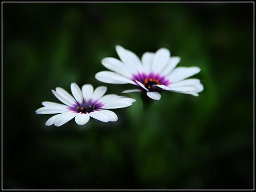 雏菊第一个字怎么读?拼音怎么拼写的!