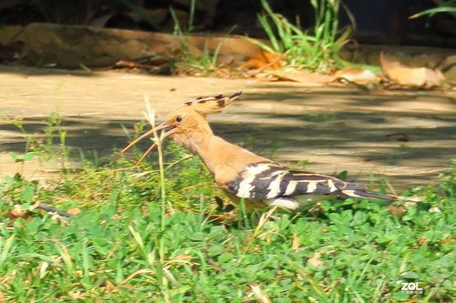 觅食的拼音和意思