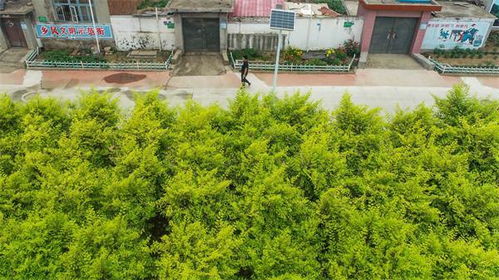 四旁植树包含义务植树吗