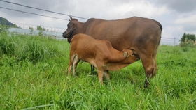 庖丁解牛是什么意思