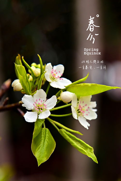 春风花草香的意思，春风花草香泥融飞燕子沙暖睡鸳鸯