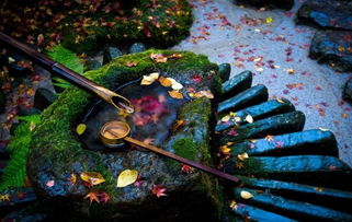 清如鹤泪,细似吟蛩是什么意思，蛩吟罢一觉才宁贴的蛩是什么意思