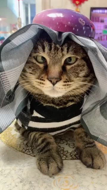 缩头缩脑打三个数字，缩头缩脑造句