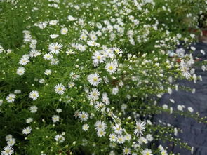 白蔻，白蔻图片