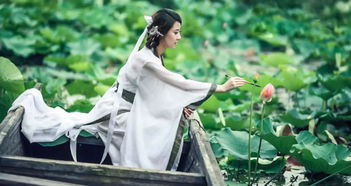 若耶溪傍采莲女解释，若耶溪傍采莲女,笑隔荷花共人语翻译