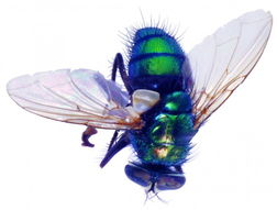 昆虫的英文怎么读，昆虫的英文单词怎么读