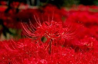 彼岸花的英文是什么