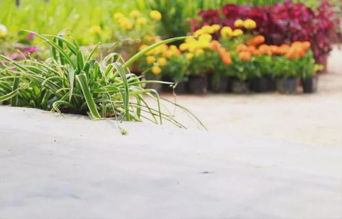 麦花雪白菜花稀的稀是什么意思是什么季节，麦花雪白菜花稀的稀怎么写