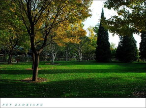 秋园小泉生了个什么