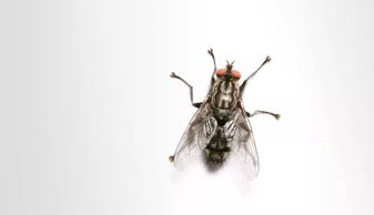 昆虫的英文用中文怎么讲,先到先得?