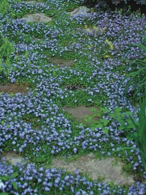 grasses和grass的区别，grasse是什么意思