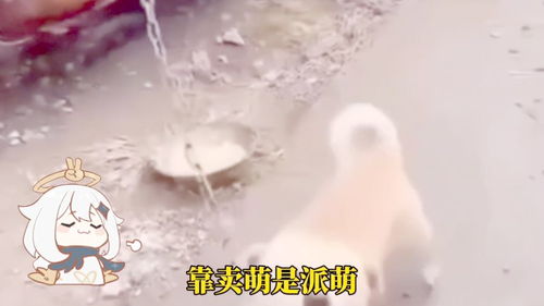 月人四字成语，月人为什么要抓宝石