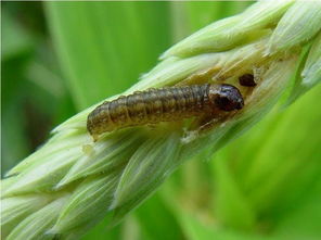 条螟的形态特征