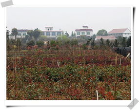 乡镇宣传标语:潇湘柏加镇生态花木城