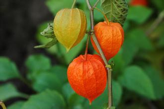酸浆果，酸浆草的功效与主治