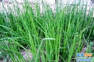 小葱有几种?