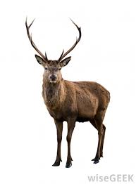 鹿的英文怎么读音