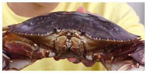 蟹壳黄，蟹壳的功效与作用