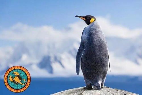 天蝎座是什么动物