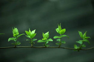 芾的拼音怎么读，蕾的拼音和词语