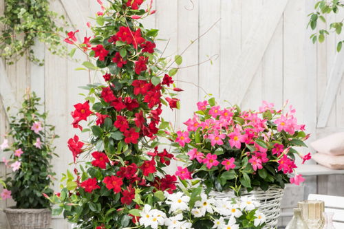 花棵是什么意思文百科，有花棵这个词吗?