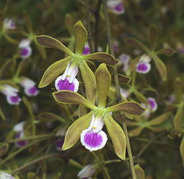 树兰是树还是花?