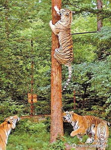 老虎会爬树吗百度百科，狮子老虎会爬树吗