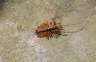 蚰蜒是什么虫子，蚰蜒是什么目