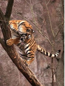 老虎会不会爬树?