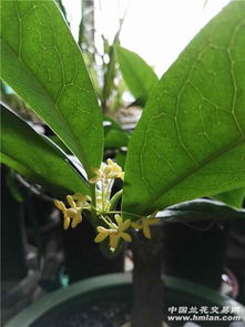 兰桂的意思兰桂的意思是什么