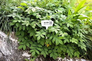 农村常见的龙芽草,可以入药用吗?