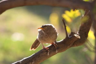 公画眉鸟扇翅膀叫2o分钟，公画眉鸟扇翅膀是什么意思