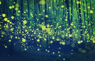 萤火虫英文怎么读，萤火虫英文版英语歌曲