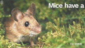 蚂蚁英语软件，蚂蚁英语怎么写