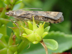 条螟幼虫，条螟腹足趾钩