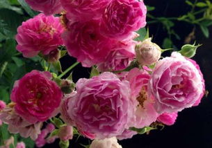 棵是什么意思啊?