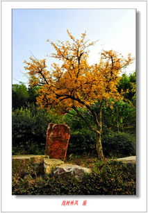 秋园免费阅读，秋园全文在线阅读免费