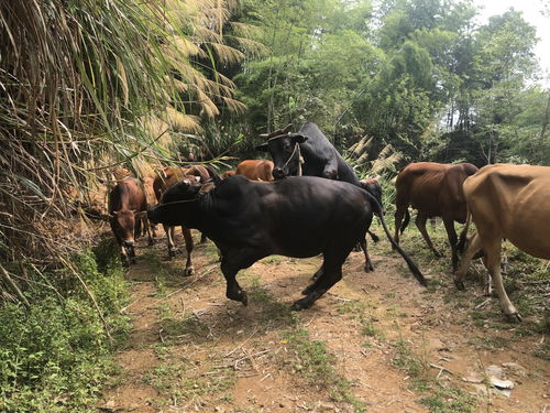 解牛怎么读，解牛刀法
