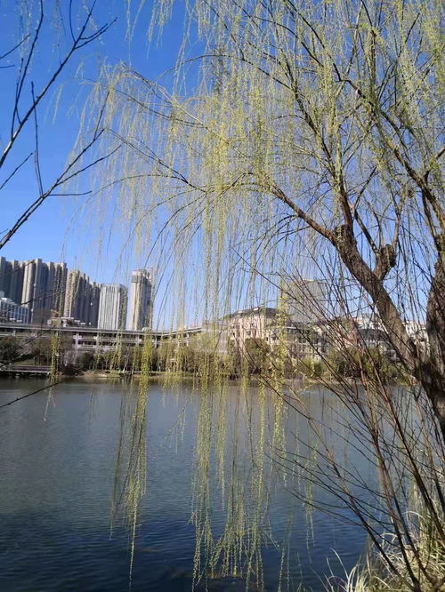 杨柳枝的读音杨柳枝的读音是什么