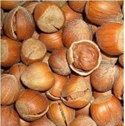 榛子是什么东西图片，榛子是什么东西呀