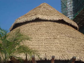 茅的拼音和组词 茅的拼音和组词分别有哪些