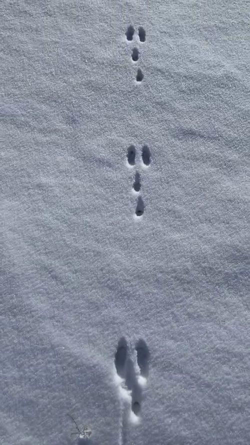 什么的脚印填空一年级?